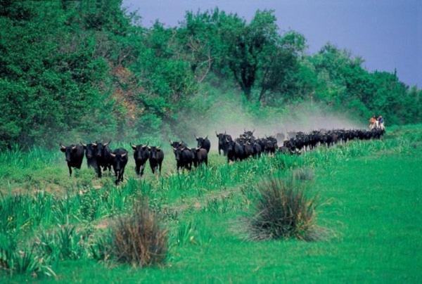 Joli Mazet Provencal De Camargue Villa Арл Екстериор снимка